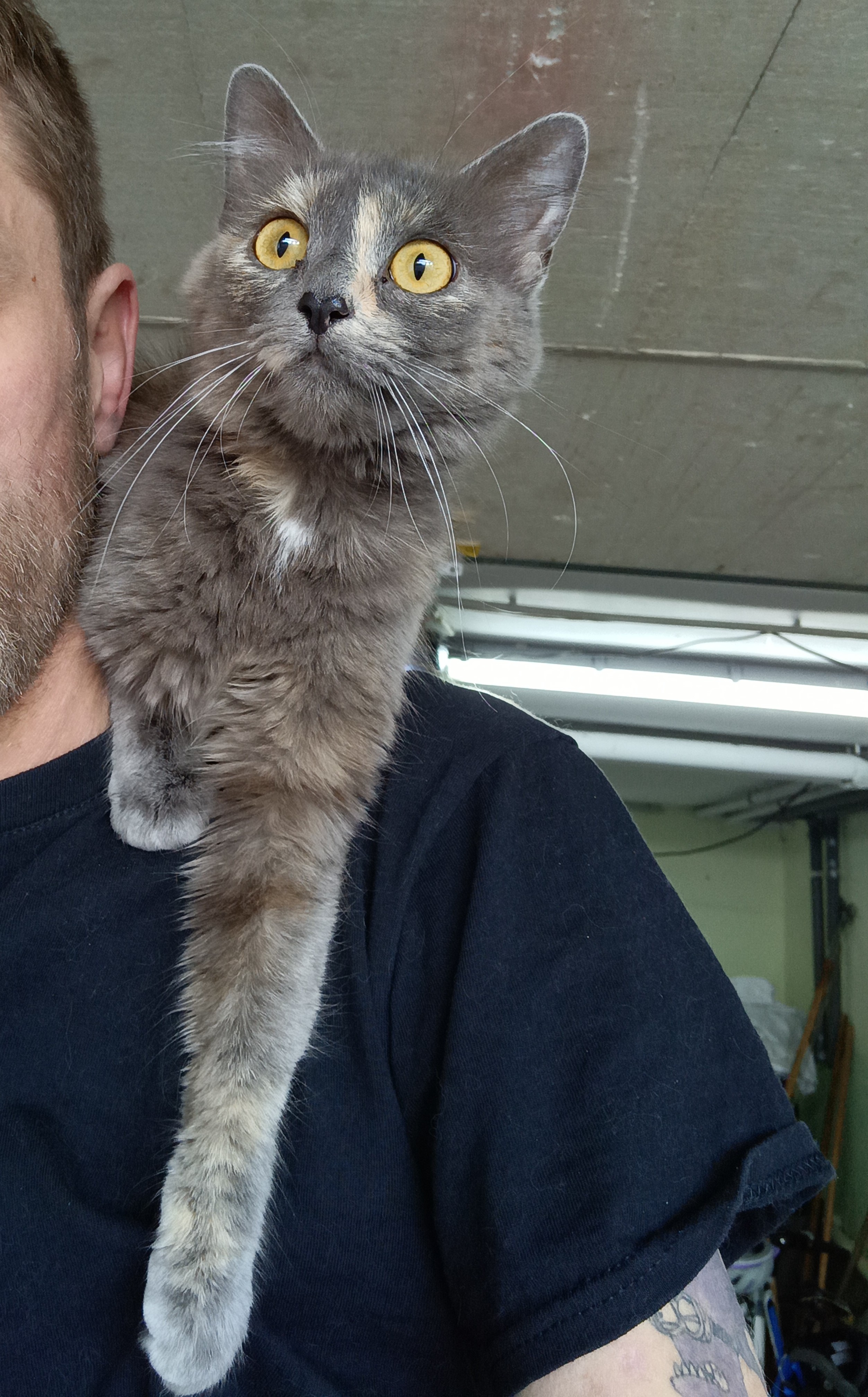 Flauschula