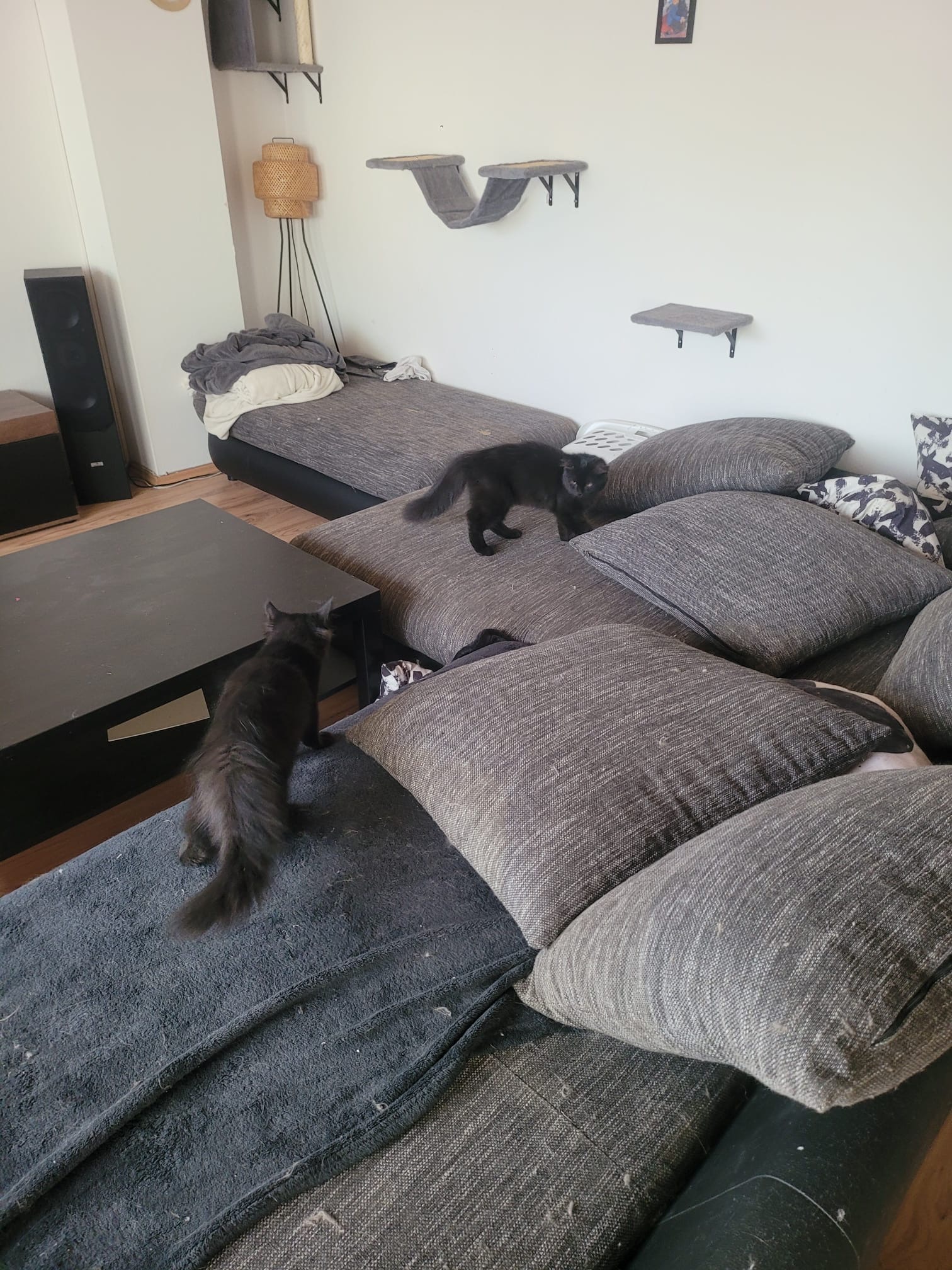 Foto von Teddy